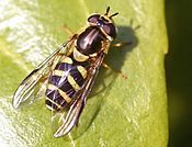 Dasysyrphus