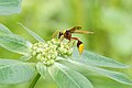 2017年7月16日 (日) 17:35時点における版のサムネイル