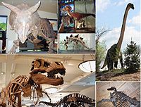 مجموعة صور لأنواع مختلفة من الديناصورات.