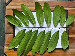 Compound leaf, underside