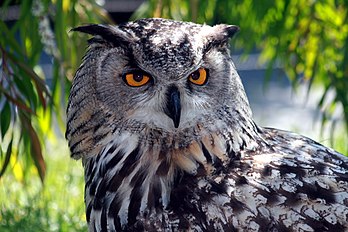 Un hibou grand-duc (Bubo bubo) appelé aussi grand-duc d'Europe, le plus grand des rapaces nocturnes d'Europe. (définition réelle 3 888 × 2 592)