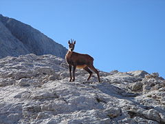 Vue sur un isard au milieu des montagnes enneigées.