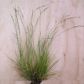 Шерстняк высокий (Eriochloa procera)