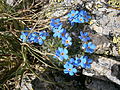 Eritrichium nanum dans les Grandes Rousses en Oisans