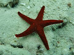 Une étoile rouge poreuse (Fromia milleporella)