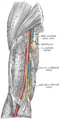 The brachial artery