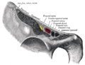 Structures passing behind the inguinal ligament. (Femoral artery labeled at upper right.)