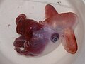 Grimpoteuthis discoveryi, specie tipo del suo genere (Grimpoteuthis).