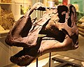 The holotypeGryposaurus monumentsis skull