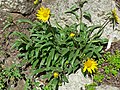 Helianthella castanea