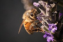 Honeybee on Lavender