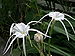 Hymenocallis littoralis