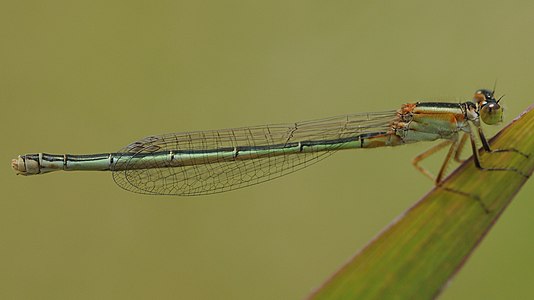 Female (gynochrome)