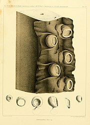 #14 (5/11/1855) Arm fragment and associated suckers of the type specimen of Architeuthis dux, collected off the Bahamas on 5 November 1855 (Steenstrup, 1898:pl. 3)