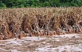 Harvested garlic left to dry