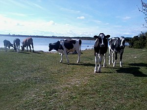 Kvigor med magert bete längst ut på orden.