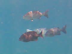 Un groupe de caligères bleus (Kyphosus cinerascens)