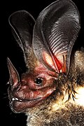 White-throated round-eared bat