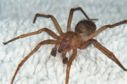 Eratigena agrestis (macho)