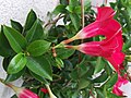 Mandevilla sanderi（英语：Mandevilla sanderi）