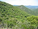 Forests on the Massif des Maures