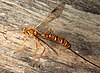 Wasp with black and yellow-orange stripes and long ovipositor