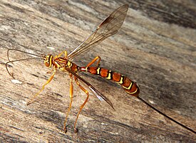 Megarhyssa macrurus, самка