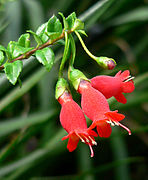 M. coccinea