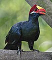 Violet turaco