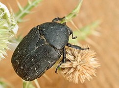 Cétoine noire (Netocia morio)