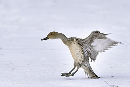 Женка шиљкана