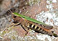 Omocestus rufipes ♀ (Hérault, France)