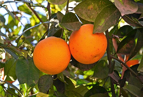 Des oranges au sein d'une exploitation d'agrumes marocaine.