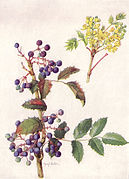 Berberis aquifolium