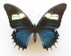 Normal female of Papilio androgeus
