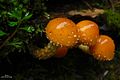 Pholiota limonella