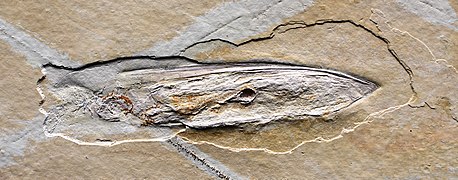 Fossil Plesioteuthis from the Tithonian (c. 150 Mya, upper Jurassic), Solnhofen, Germany