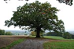 Baumgruppe (bestehend aus 1 Buche, 1 Föhre und 1 Eiche)