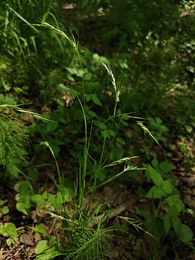 Овсовидка мозолистая (Schizachne callosa)