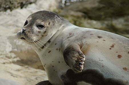 Harbor seal, by cele4