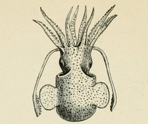 Sepietta oweniana