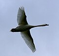 Cigno reale in volo visto dal basso