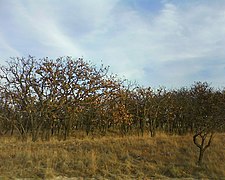 Bosque el Nixticuil in Jalisco