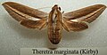 Theretra marginata