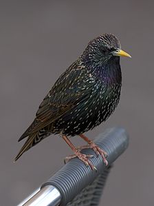 Common starling, by PierreSelim