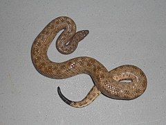 Description de l'image Tropidophis canus.jpg.