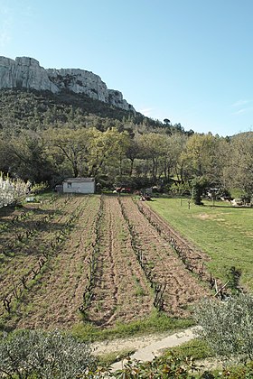 Image illustrative de l’article Mont-caume