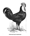 Illustration d'un Coq Espagnol a face blanche