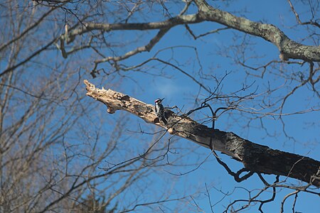 Woodpecker in Acton, Massachusetts