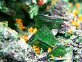 Wulfenite (PbMoO4), yellow kasolite (Pb(UO2)SiO4·H2O), green torbernite (Cu(UO2)2(PO4)2·12H2O)